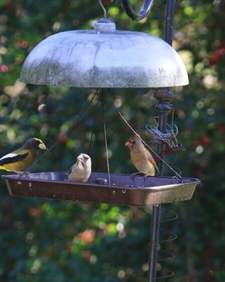 Attracting Birds With a Bird Feeder