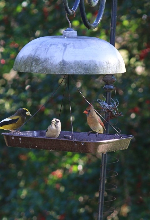 Attracting Birds With a Bird Feeder