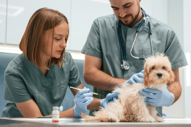 dog injection