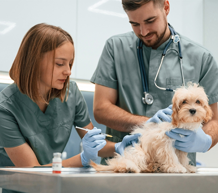 dog injection
