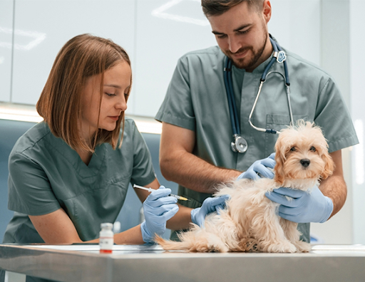 dog injection