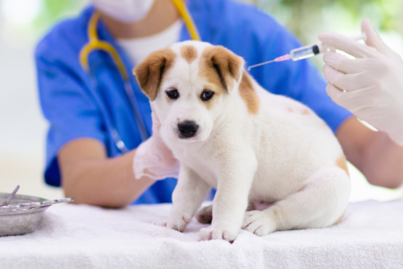 Basic vaccines for pets
