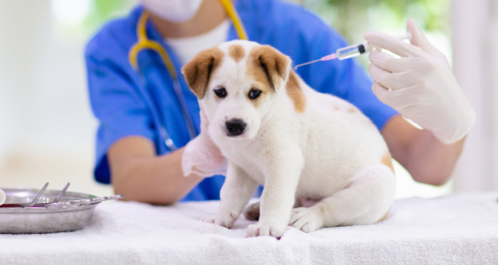 Basic vaccines for pets